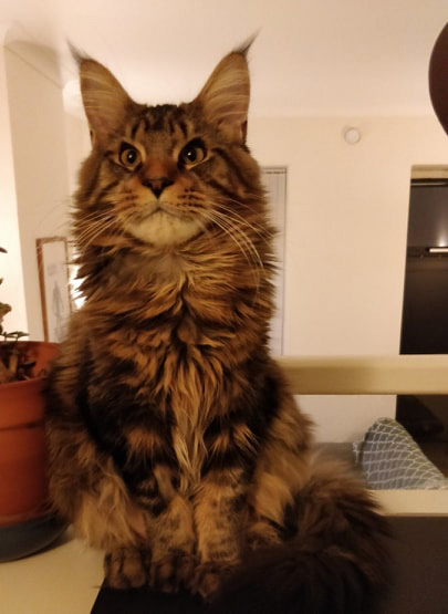 Our Kittens | Maine Coon Kittens for Sale in UK