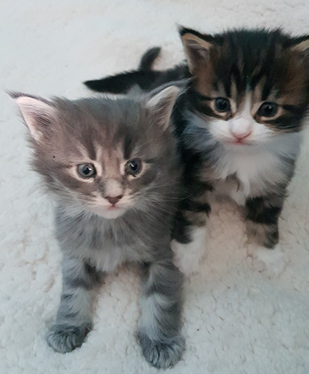 Our Kittens | Maine Coon Kittens for Sale in UK
